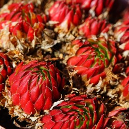 Ces plantes qui font du bien à votre santé